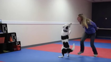 Un baile entre un perro y su adiestradora