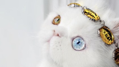 Pam, la gatita con los ojos más espectaculares