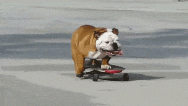 Perro en patineta