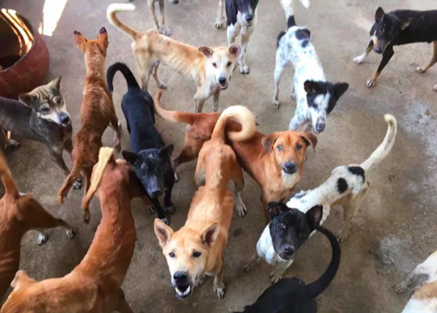 Perros callejeros en Tailandia