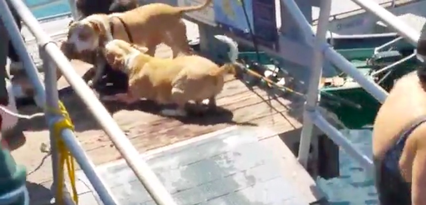 Pitbull - ataque a un perro pequeño