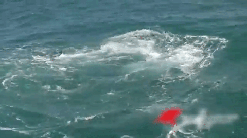 Tiburón devora a una foca