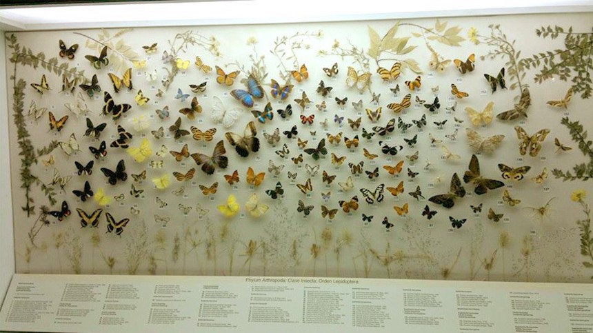 Colección Científica de Insectos - Exposición en México