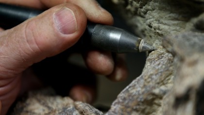 Excavación de un fósil