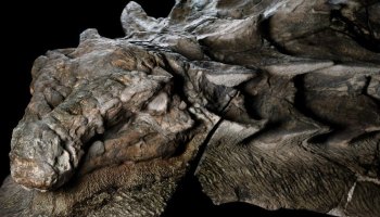 Fósil de un ankylosaurio