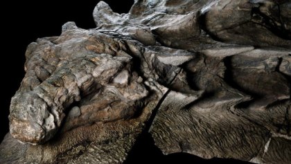 Fósil de un ankylosaurio