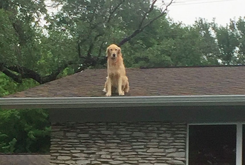 Huckleberry - El perrito en el techo