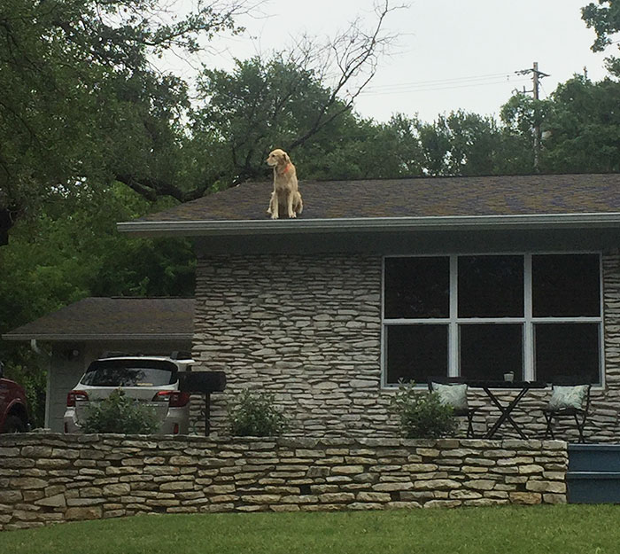 Perrito que ama su techo