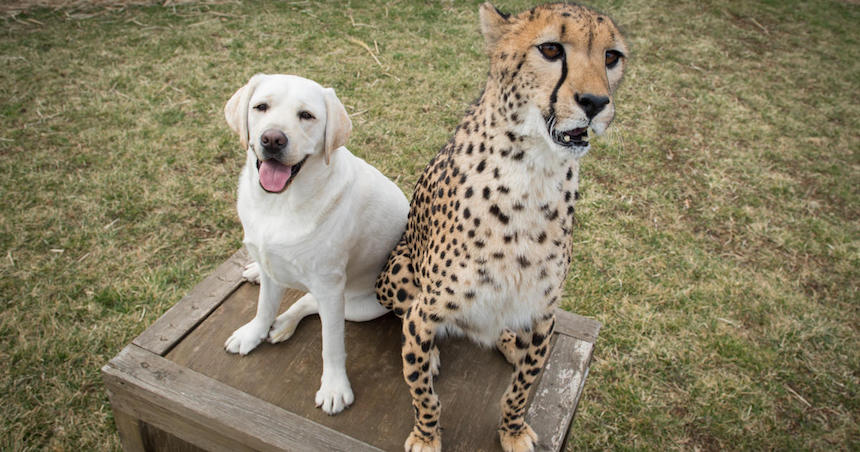 Cheetah y su perro