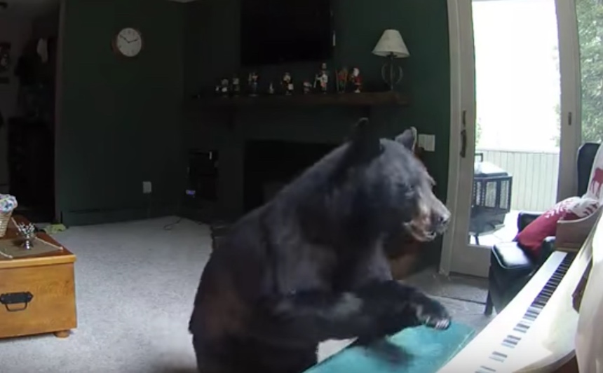 El oso que invadió una casa para tocar el piano