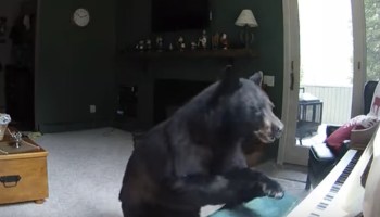 El oso que invadió una casa para tocar el piano