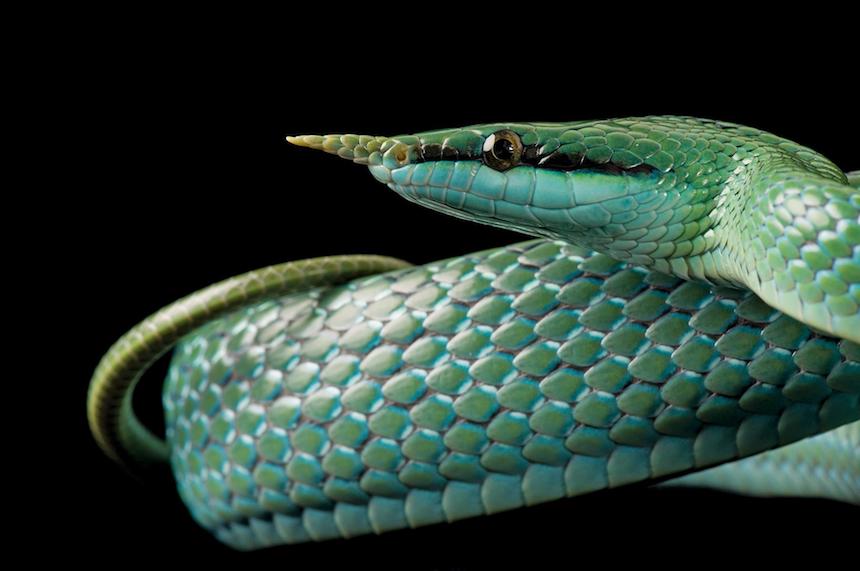 Animales en extinción - Serpiente colorida