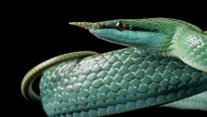Animales en extinción - Serpiente colorida