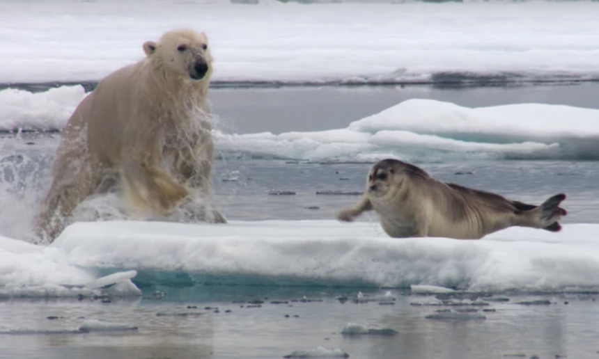 Persecución animal - Oso polar vs foca