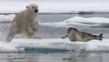 Persecución animal - Oso polar vs foca