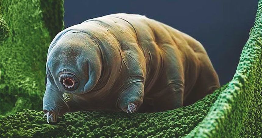 Tardígrado - Animal súper resistente