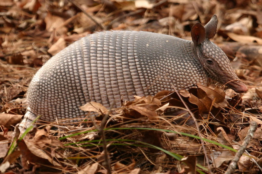 Armadillo - Animal