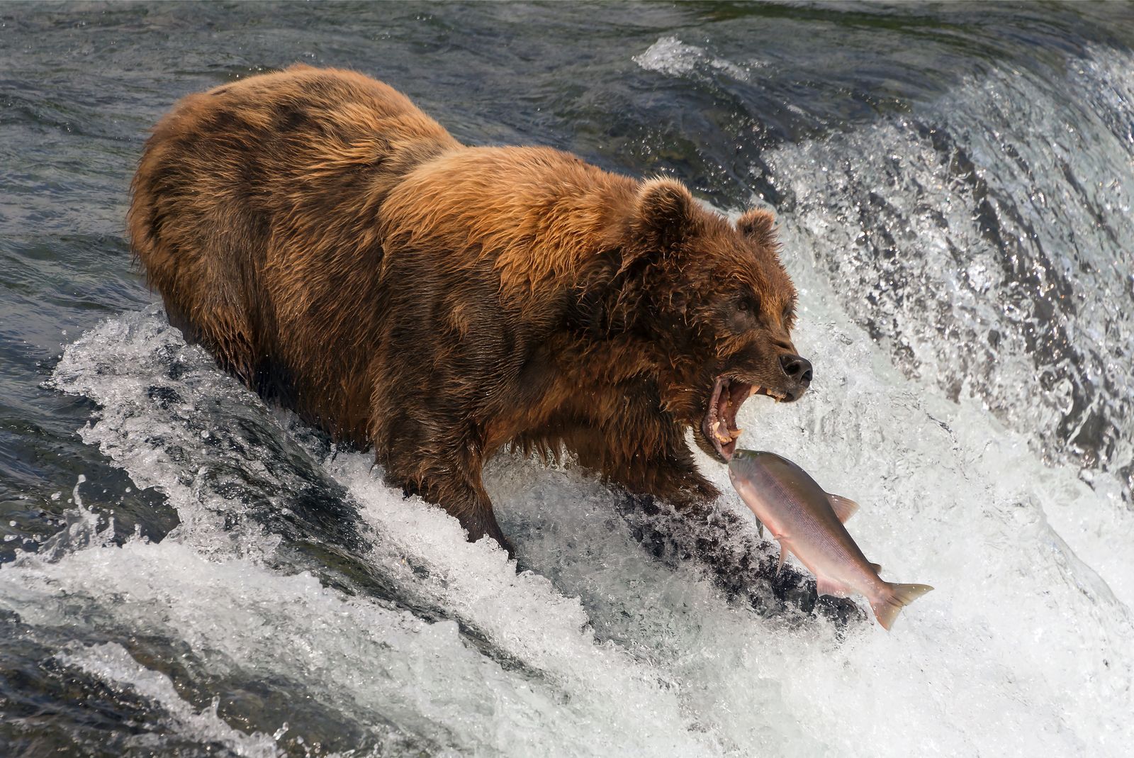 Oso a punto de comerse un salmón 