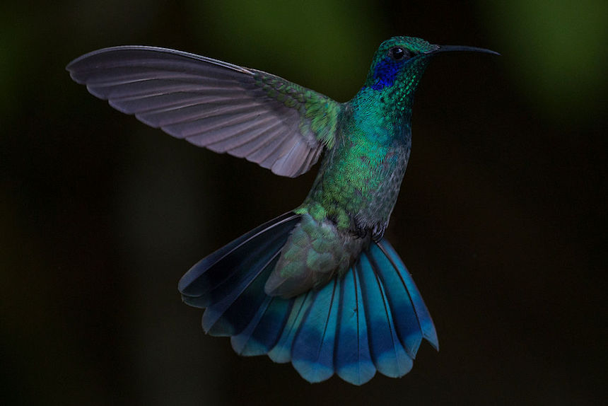 Un colibrí en pleno vuelo