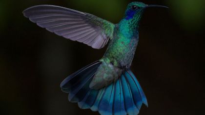 Un colibrí en pleno vuelo