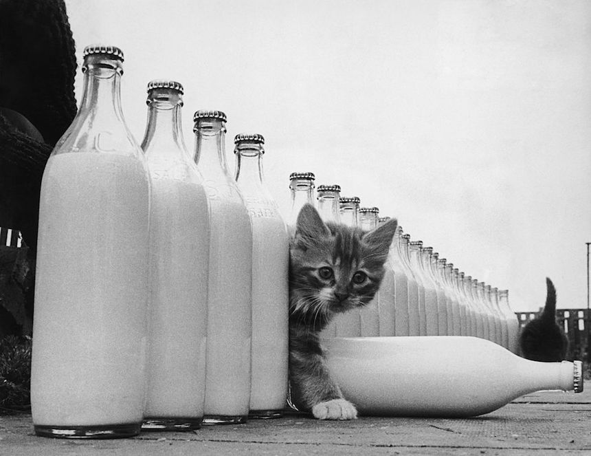 Gatito en una fila de botellas de leche