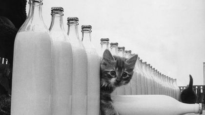 Gatito en una fila de botellas de leche