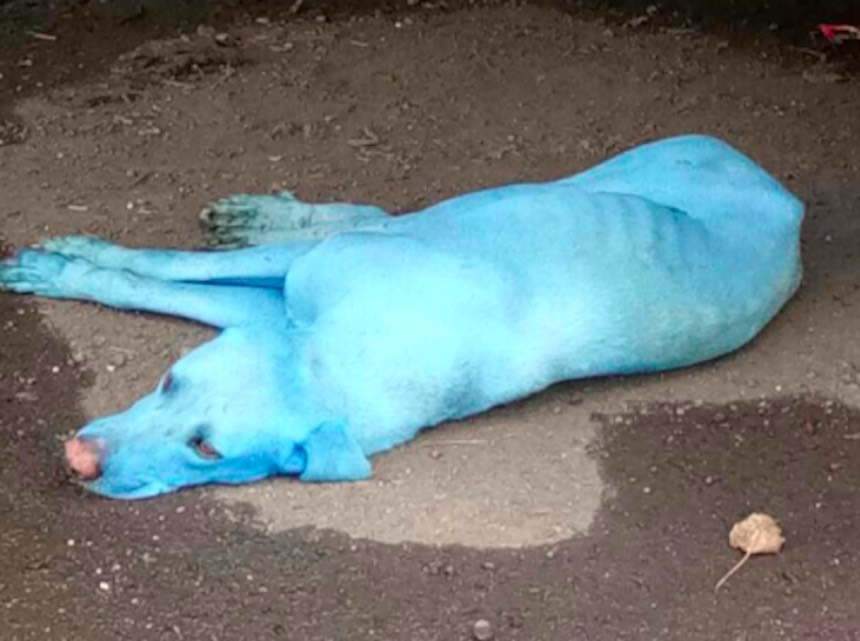 Perros azules en Bombay