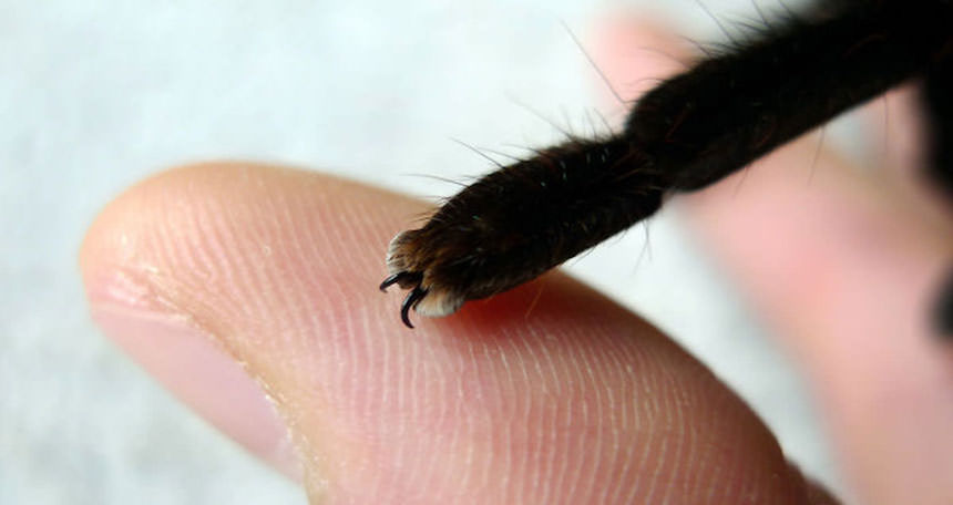 Patas de araña de cerca