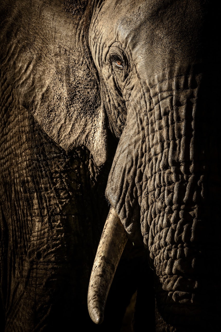Wildlife Photographer of the Year 2017 - Elefante