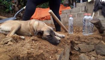 El perro Jacinto espera a su dueño después del sismo