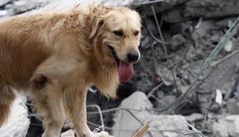 Mascota rescatada durante sismo