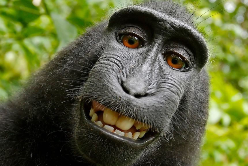 Humano gana batalla a mono por selfie