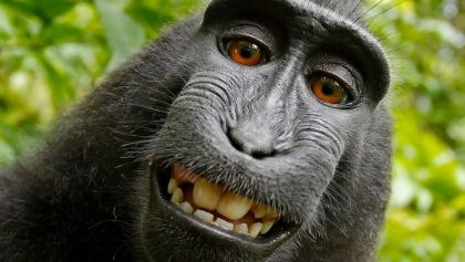 Humano gana batalla a mono por selfie