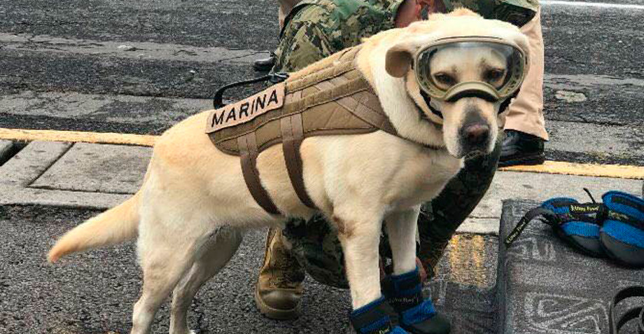 Frida, la perrita que se convirtió en símbolo de esperanza ante el sismo