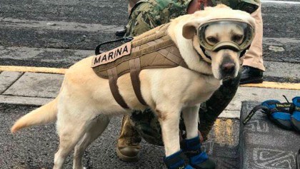 Frida, la perrita que se convirtió en símbolo de esperanza ante el sismo