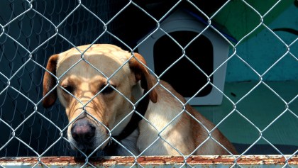 Crecen casos de perritos abandonados en el Metro