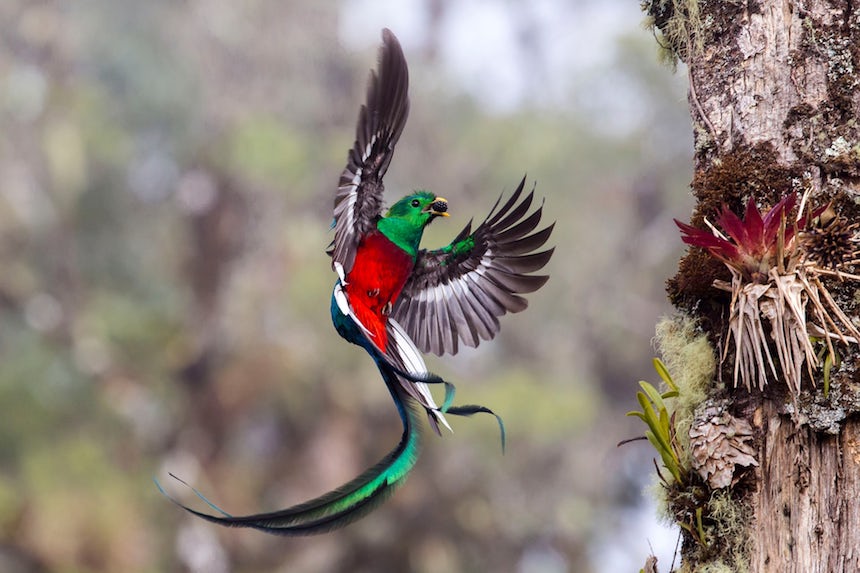 Wildlife Photographer of the Year 2017 - Quetzal