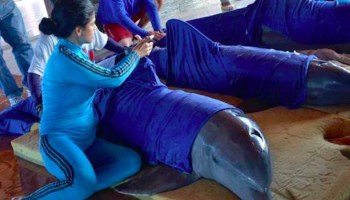 Rescatistas evacuando delfines en Cuba