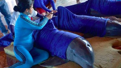 Rescatistas evacuando delfines en Cuba
