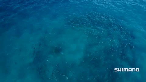 Cientos de tiburones devoran a miles de peces