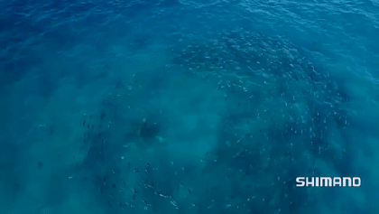Cientos de tiburones devoran a miles de peces