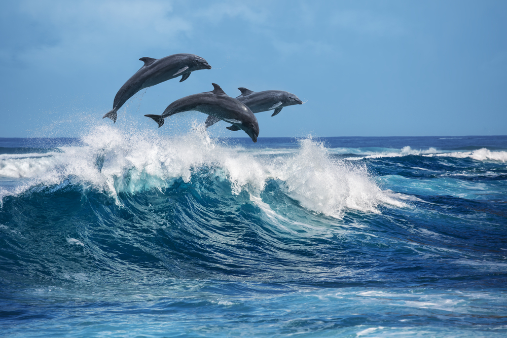 delfines saltando