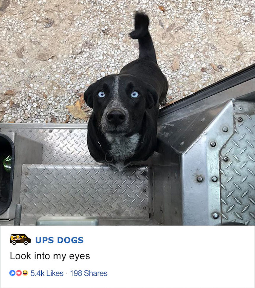Empleados de UPS y perritos - Mirada