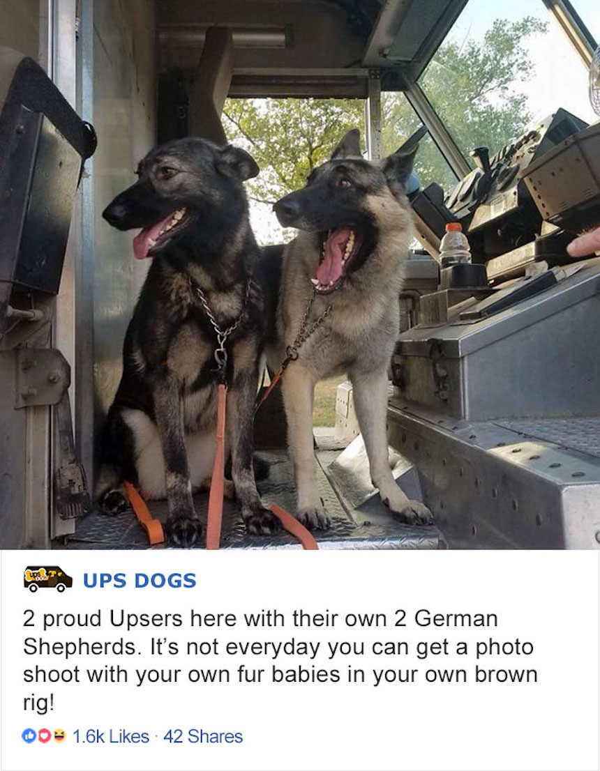 Empleados de UPS y perritos - Perros contentos