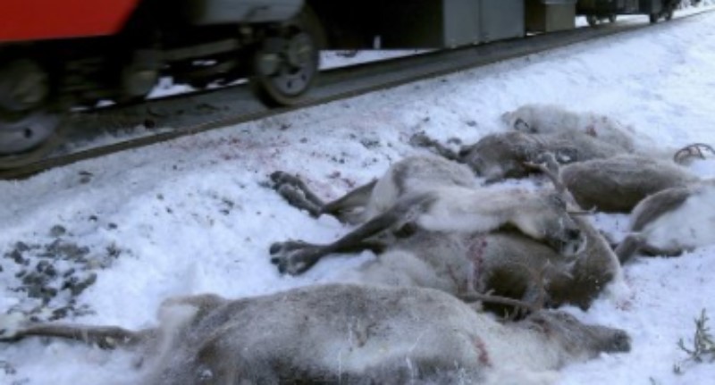 renos muertos en Noruega