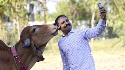 La Inda y su app para proteger a las vacas