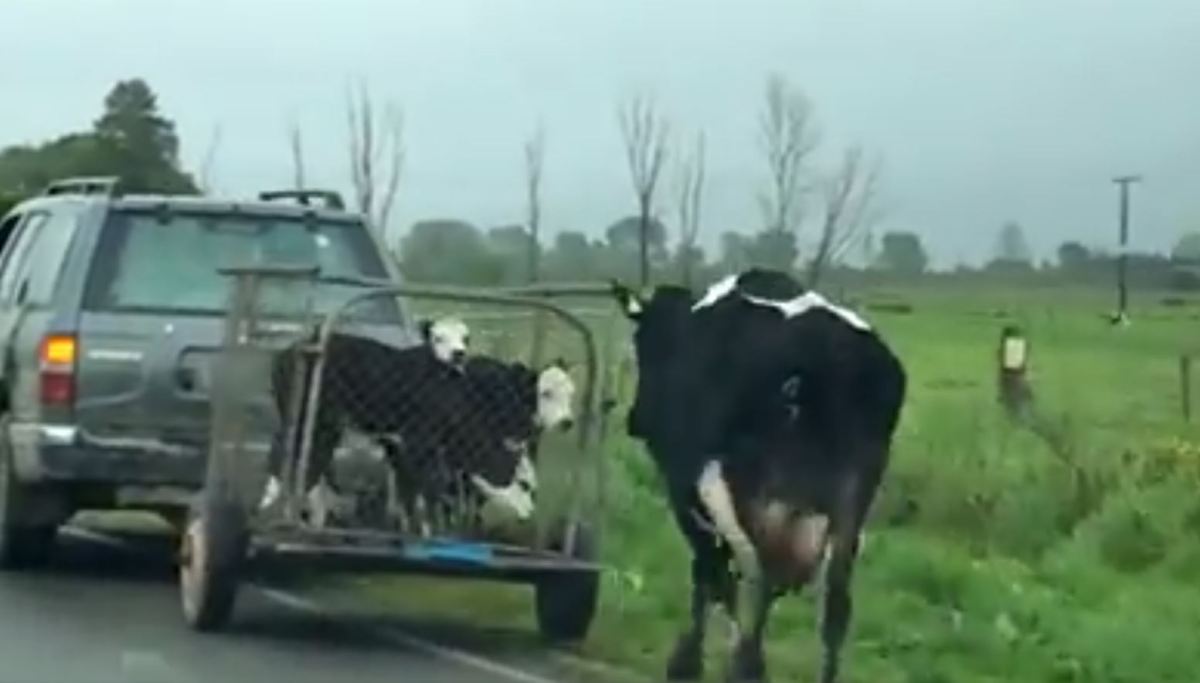 Video - Cuando separan a una vaca de sus becerros