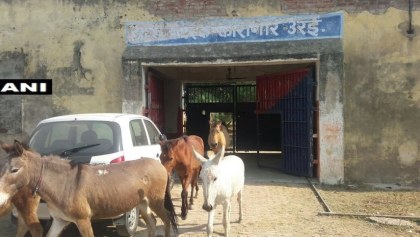 Arrestan burros en la India