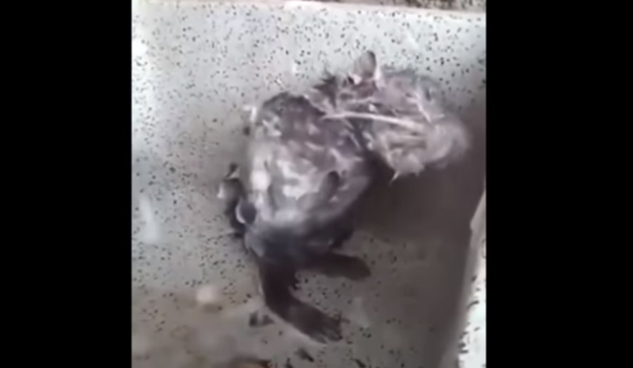 Rata bañándose