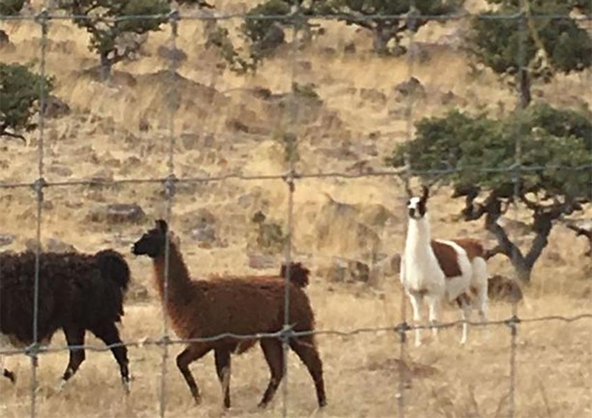 Animales encontradosen ranchos de César Duarte